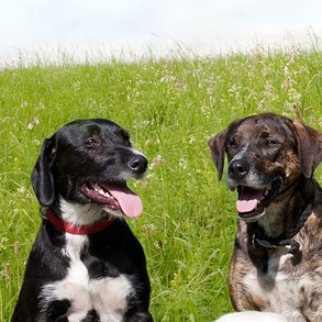 Welche Hunderasse passt zu mir?