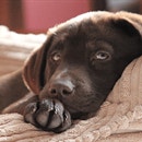 Pedigree® So geht’s: Hundebett selber machen! 