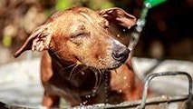 thumb_10-hitzetipps-fur-hunde-636317267563639002