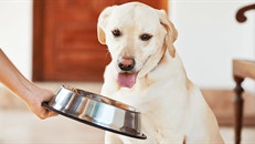 thumb_diat-fur-hunde-so-klappts-bestimmt-636709781673432987