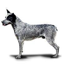 Australian Cattle Dog