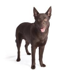 Australischer Kelpie