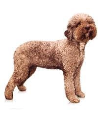 Lagotto Romagnolo
