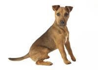Lakeland Terrier