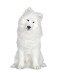 Samoyed