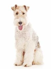 Foxterrier Drahthaar