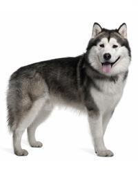 thumb_alaskan-malamute-0