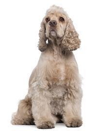 Amerikanischer Cocker Spaniel