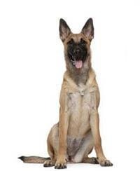 Belgian Shepherd