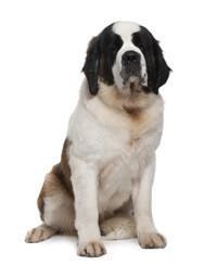 Saint Bernard