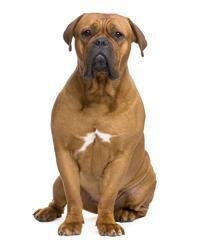 thumb_bordeauxdogge-0