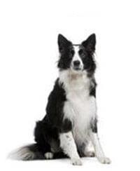 thumb_border-collie-0