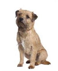 thumb_border-terrier-0