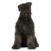 Bouvier Des Flandres
