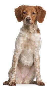 Bretonischer Spaniel