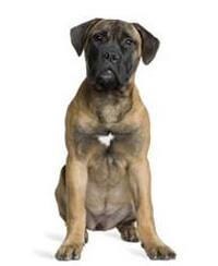 Bullmastiffs