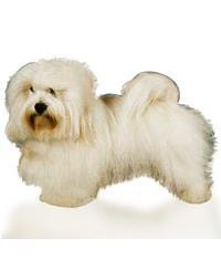 Coton De Tulear