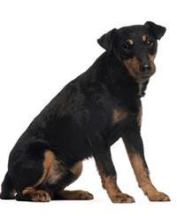 Deutscher Jagdterrier