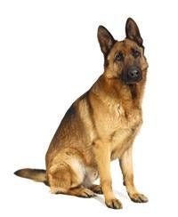 Deutscher Schaferhund