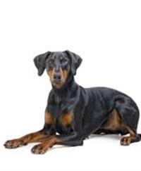 thumb_dobermann-0