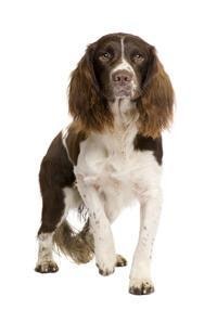 thumb_englischer-springer-spaniel-0
