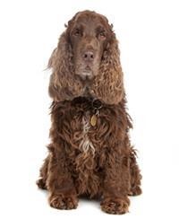 thumb_english-cocker-spaniel-0