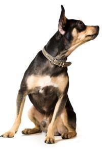 thumb_english-toy-terrier-0