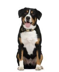 thumb_entlebucher-sennenhund-0