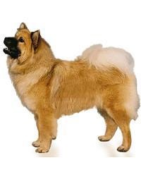 thumb_eurasier-0
