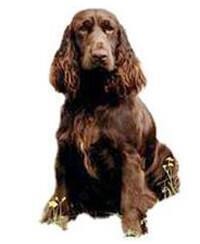 thumb_field-spaniel-0