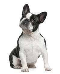 thumb_franzosische-bulldogge-636737389551674988