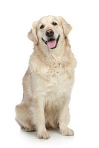 thumb_golden-retriever-0