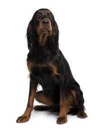 thumb_gordon-setter-0