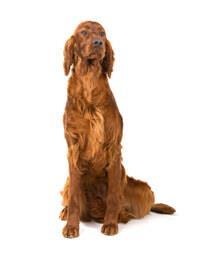 Irish Red Setter