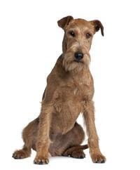 Irish Terrier