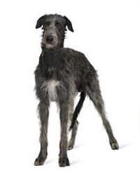 Irish Wolfhound