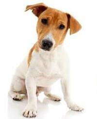 Jack Russell Terrier