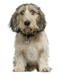 Kleiner Basset Griffon Vendéen