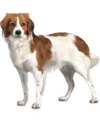 Kooikerhondje