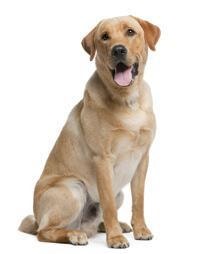 Labrador Retriever
