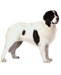 Landseer