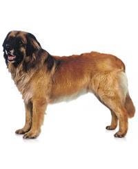 Leonberger