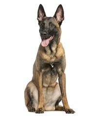 thumb_malinois-0