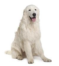 thumb_maremma-hirtenhund-0