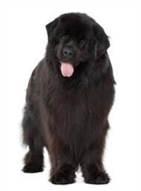 thumb_neufundlander-0