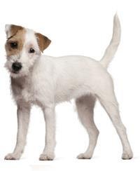 thumb_parson-russel-terrier-0
