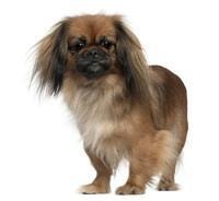 thumb_pekinese