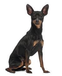 Pinscher