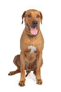 Rhodesian Ridgeback