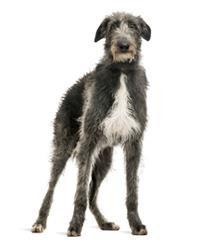 Schottischer Jagdhund